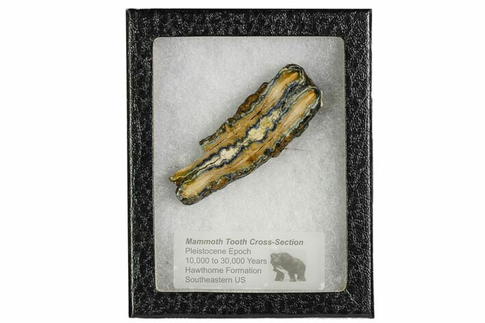 Mammoth Molar Slice With Case - South Carolina #106504